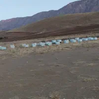 فروش زنبور عسل