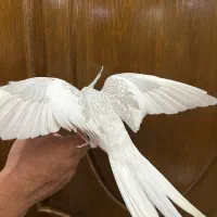 عروس هلندی فول رام و دستی