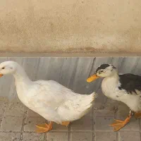 اردک درشت