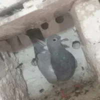 معاوضه