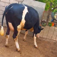 گاوسیمنتال شکم اول با گوساله نر سیمنتال ۱۹ک شیر