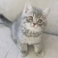 گربه نژاد دار و زیبا