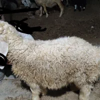 فروش یک راس بره