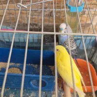 یک جفت مرغ عشق