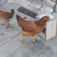 مرغ
