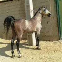 اسب تعدادی مادیون و نریون و کره درجه یک فروشی