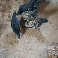 فروش دوبورنک ۶ماهه نزدیک تخم دونه ۷۰۰لیکک