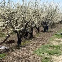 فروش زمین/۴ هکتار/معاوضه/تهاتر