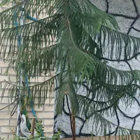 گل خانگی زیبا