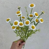 بوته بابونه وارداتی لوکس