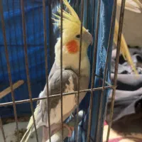 عروس هلندی  نر
