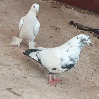 دو کبوتر|پرنده|مرند, |دیوار