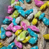 جوجه رنگی سرحال وپر خوراک ۲۰ روزه