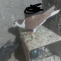 ساده سرخ مرتب نر قلدر صید حریف