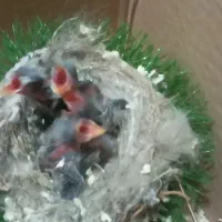 جوجه سهره