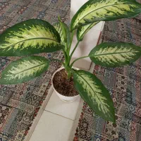 گل طبیعی|گل و گیاه طبیعی|هشتگرد, هشتگرد قدیم|دیوار