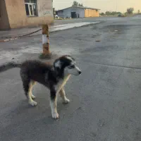 سگ هاسکی