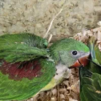 جوجه گرینچیک و شاه طوطی