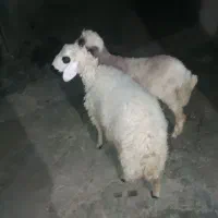دوعدد بره نر