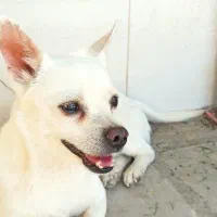 سگ نژاد شیواوا