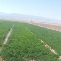 فروش-زمین-کشاورزی-با-دو-چاه-برقی-سرحد-دشت-نمدان
