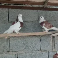 کبوتر جفت شازده پاپر با یک جوجه تخت سفید