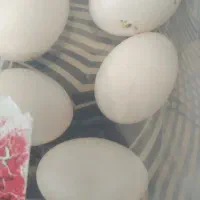 تخم کبوتربرای خوردن