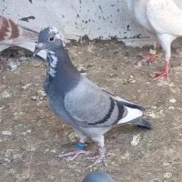 کفتر قره