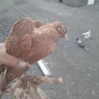 کفتر الوان