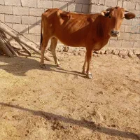 گاو چاق جوان