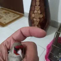 سهره کرمانی گل درشت منقاربلند اصیل
