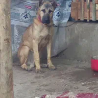 سگ سرابی اصل