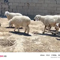 گوسفندوبره