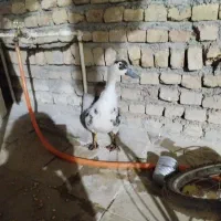 اوردک ماده تخم گذار