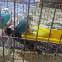 طوطی برزیلی نره و ماده