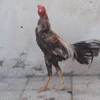 خروس لاری
