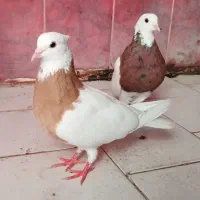 طوقی نروماده