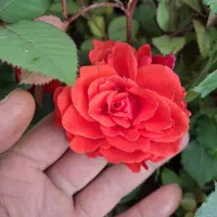 گل رز 12رنگ|گل و گیاه طبیعی|اردبیل, |دیوار