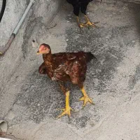 جوجه لاری