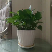 گیاه پتوس