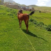 کره مادیان