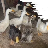 اردک|حیوانات مزرعه|تایباد, |دیوار