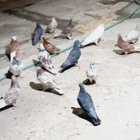 کبوتر خوب پرشی