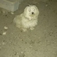 سگ پاکوتا|سگ|فارسان, |دیوار