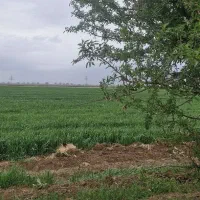 اجاره ۳ عدد موتور ۸و ۶اینچ با ۷۵ هکتار زمین