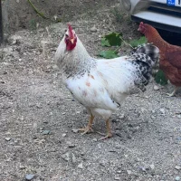 خروس