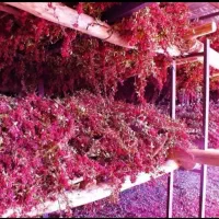 زرشک پفکی فروشی