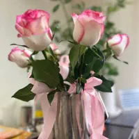 شاخه گل رز طبیعی لب ماتیکی سفید صورتی