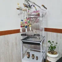 عروس هلندی مولد