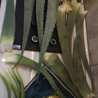 گیاه الوورا